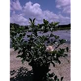 RedCrocus - RedCrocus Cape Jasmine Gardenia 'Aimee' Bush- Evergreen Fragrant Shrub- Full Sun to Partial Shade Perfect for Gardens &amp; Containers 10" Pot