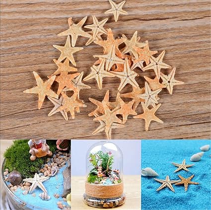 Cheap4uk Cute Small Natural Starfish Small Sea Star Sea Shell For