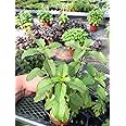 Tulsi Krishna Holy Basil Plants Live - Rare Live Basil Plant - Ocimum Sanctum - Purple Tulsi - Non GMO - Garden Indoor & Outdoor (1)