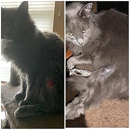 betagen spray dog licking