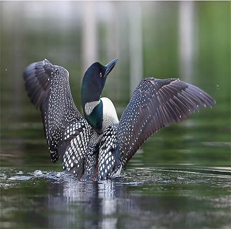 Amazon Com Loon 5d Diy Diamond Painting Kits Real Image Of A Common Loon Spreading Her Wings In The Morning Blurry Backgroundfor Home Wall Decor Full Drill Cross Stitch Gift 18 X20 Multicolor