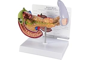 GPI Anatomicals - Human Anatomy Model of Pancreas with Gallbladder and Spleen, Replica for Anatomy, Physiology Education, Anatomy Model for Doctor's Offices and Classrooms, Medical Learning Resources