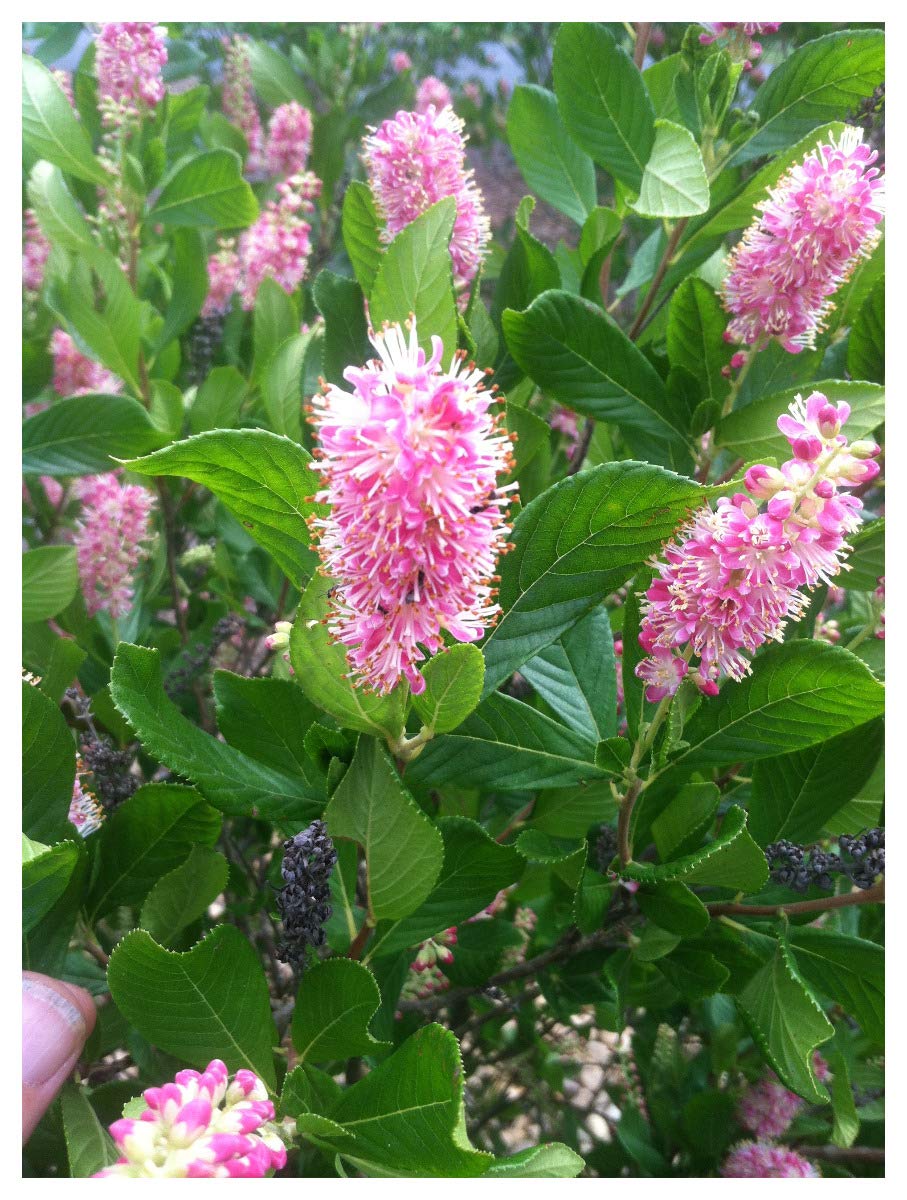 Clethra Alnifolia Ruby Spice Summersweet Plant In 9cm Pot Buy Online In Bermuda At Bermuda Desertcart Com Productid 201180167