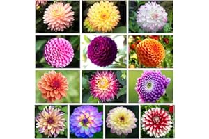 VGENKD 300+ Mix Dahlia Seeds Compound Petals Multi-Color, Beautiful Annual Outdoor Garden Potted Plants Non-GMO Dahlia for Planting Dahlia Pinnata Seeds