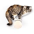 Wall-Mounted Cat Perch & Scratching Post (Modern Cat Wall Furniture) - Milestone | FurHaven Ascentials