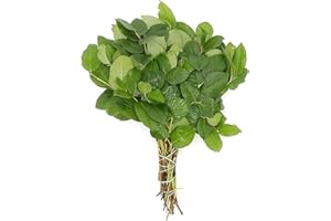 Rumhora Greens | (2) Two Bunches of Fresh and Natural Salal Long Leaf | Pack of 25 Stems in Each Bunch | Perfect for Indoor and Outdoor Decorations
