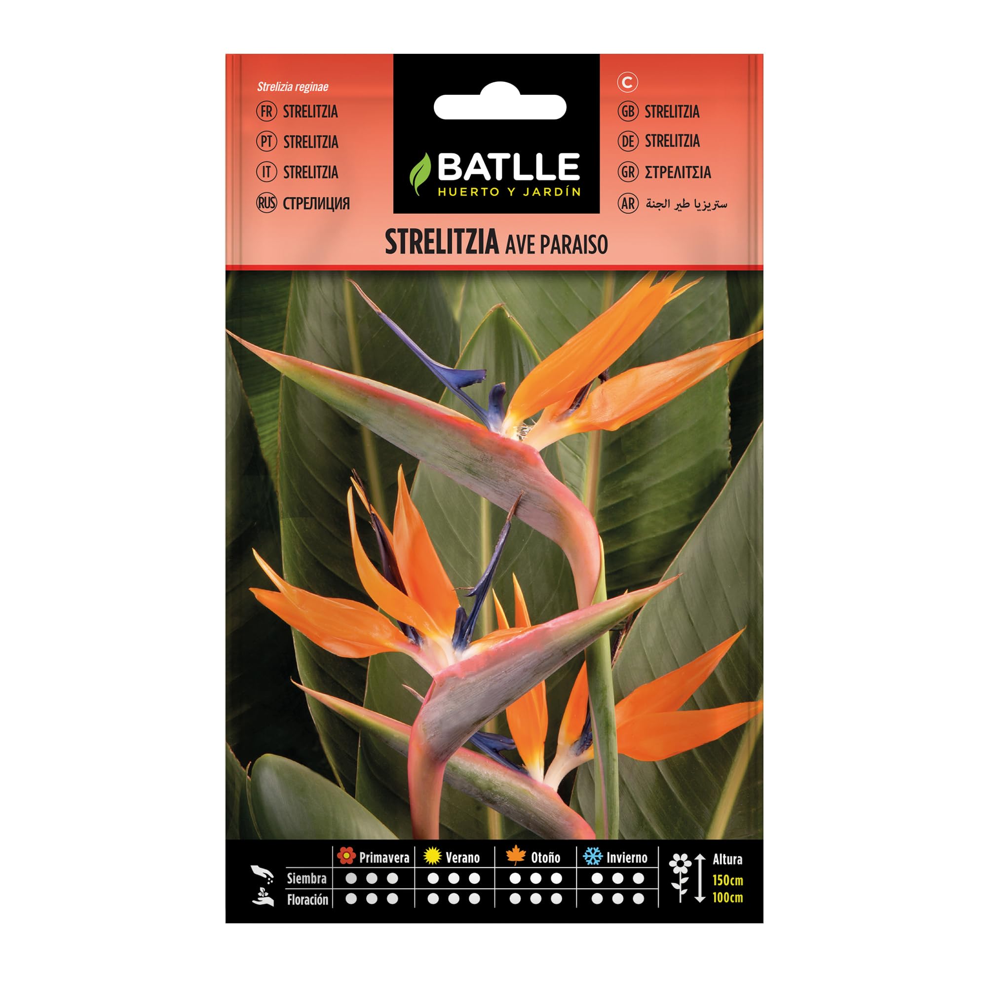 Batlle Strelitzia Paradise Bird Flower