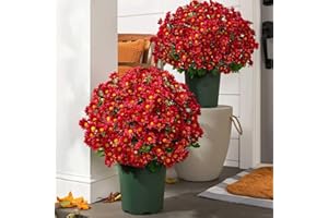 GIGAWOOD Funsdecor Mums, Artificial Sunset Mums, Artificial Outdoor Sunset Mums Flowers - UV Resistant, Waterproof, Windproof, Fake Fall Flower Daisy with Eucalyptus, Look Real, Full, Vibrant (5 Bundle Red)