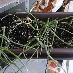 Huerto Urbano - Mix Hortalizas - HU - Batlle: Amazon.es: Jardín