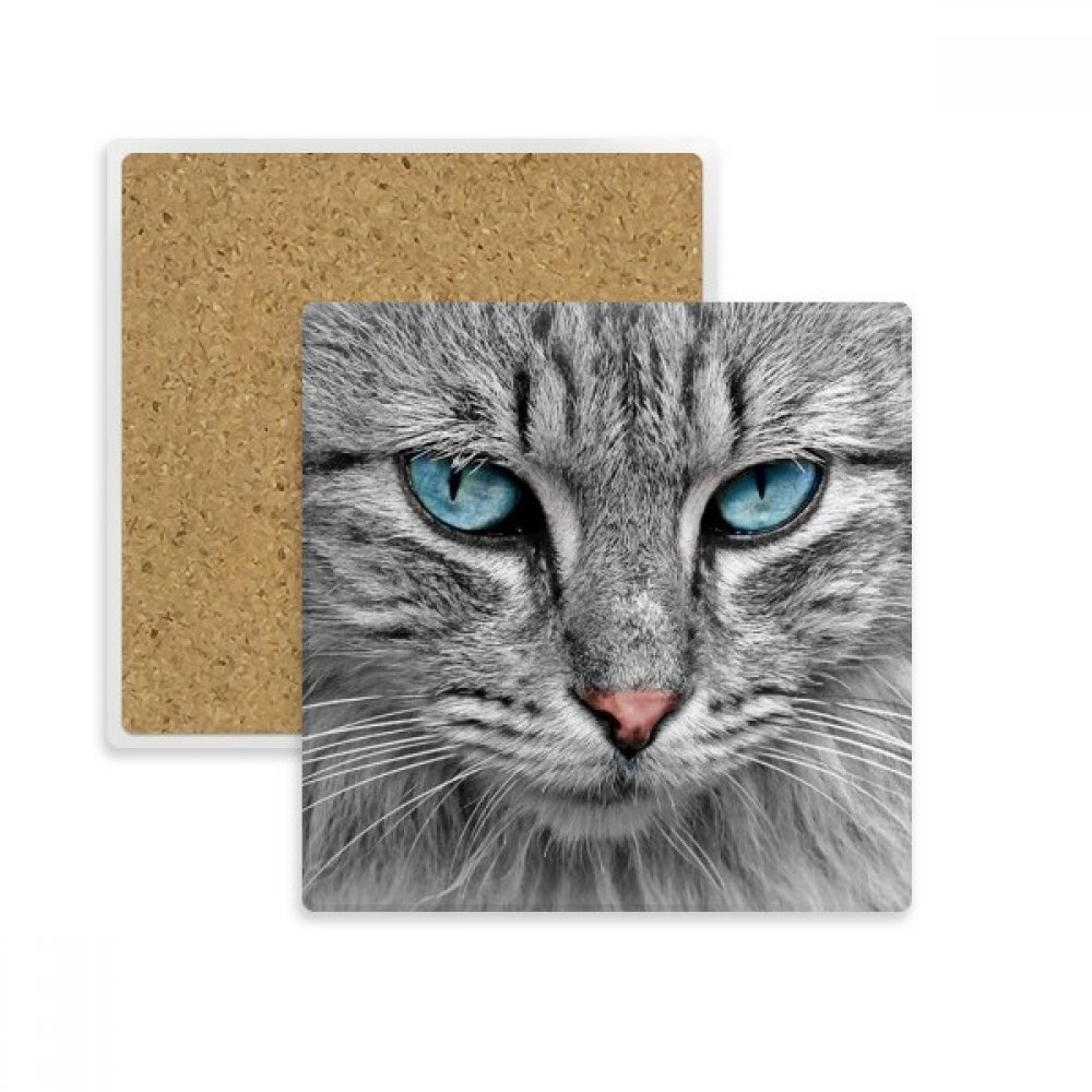 Diythinker Graue Katze Tier Wilde Stare Blaue Augen Platz