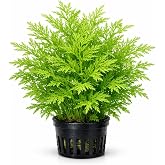 Canton Aquatics Water Sprite (Indian Fern) | Live Aquarium Plant, Freshwater, Low-Medium Light