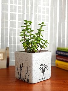 Rolling Nature Good Luck Jade Plant In White Square Aroez Ceramic Pot