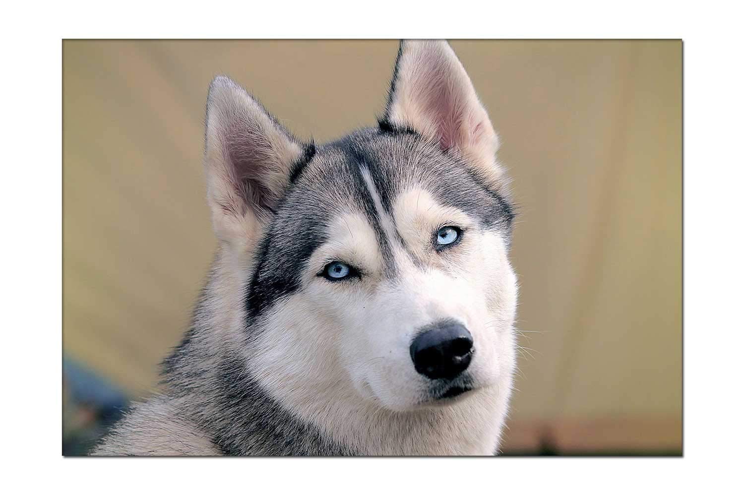 Best Home Decor Photos Huskey