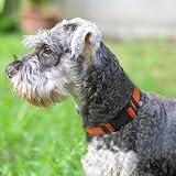 Joytale Reflective Dog Collar Nylon Neoprene Padded Orange Medium view 2