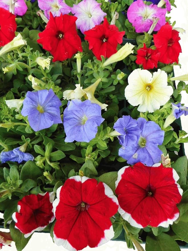 Amazon 特選花苗セット販売 ペチュニア ミックス ２０ポットセット ３号 まとめ売り 花