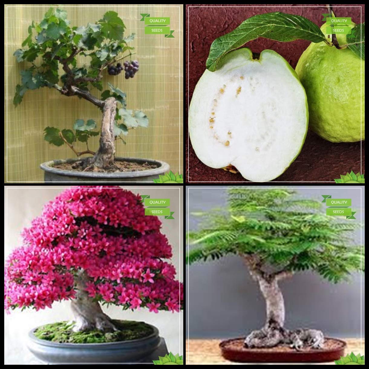 OhhSome Seeds Online India Combo Bonsai Suitable Tree : Azalea, Gulmohar, Grape, Thailand Guava Bonsai Suitableterrace Gardening - Eco: Amazon.in: Garden & Outdoors OhhSome Seeds Online India Combo Bonsai Suitable Tree : Azalea, Gulmohar, Grape, Thailand Guava Bonsai Suitableterrace Gardening - Eco: Amazon.in: Garden & Outdoors