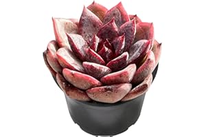 Sprout N Green Echeveria 'Dark Queen', Rare Live Succulent Plant Fully Rooted in 2" Planter with Soil, Home Office Indoor Outdoor Wedding Decoration DIY Projects Party Favor