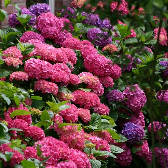 Hydrangea macrophyla Bouquet Rose 2 shrubs Amazon.co.uk Garden & Outdoors