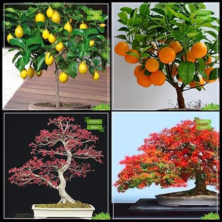 Creative Farmer Summer Combo Bonsai Suitable Tree : Acer Plant, Gulmohar, Lemon Seeds, Orange Fruit Bonsai SuitableFruit Seeds For Home Garden
