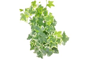 SUCCULENTS BOX Golden English Ivy - Hedera Helix Kolibri (6" Grower Pot) - Eye-catching, Air-Purifying, Easy to Grow Houseplant - Best Trailing Houseplant for Home and Office Decoration
