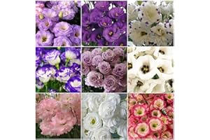 1000+ Mixed Lisianthus Seeds - Thornless Rose Eustoma Grandiflorum Flower Seeds for Planting, Non-GMO Easy to Grow Perennial 