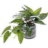 AlphaAcc Faux Plant Decor Potted Artificial Small Greenery Ivy Leaves Plants with Black and White Geometry Patterns Cement Pot for Office Desk Home Kitchen Decoration (Taro Leaf)