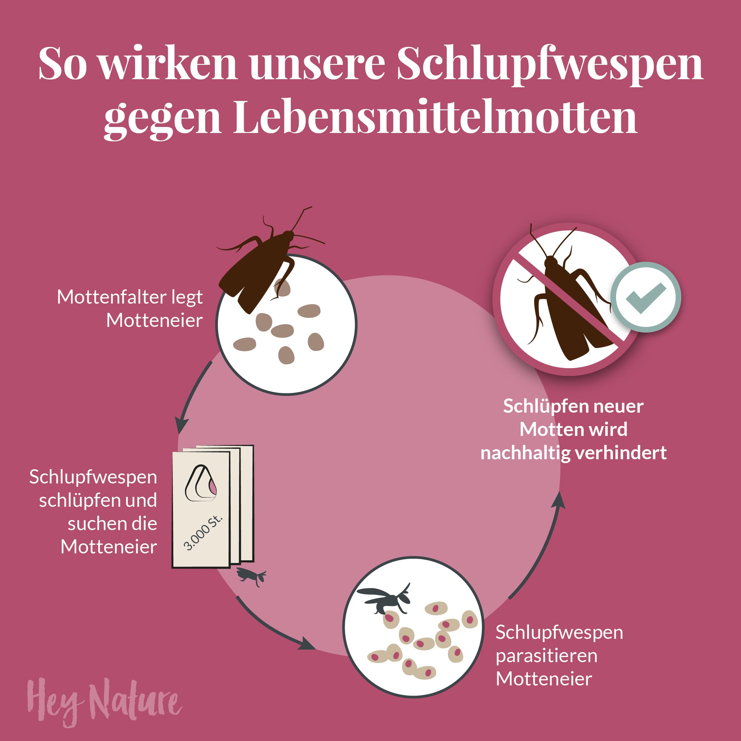 Hey Nature Schlupfwespen gegen Lebensmittelmotten - 9 Karten (3 Karten à 3 Lieferungen) - Effektiv Lebensmittel Motten bekämpfen - Alternative zu Lebensmittelmotten Falle, Mottenkugeln & Mottenspray 2