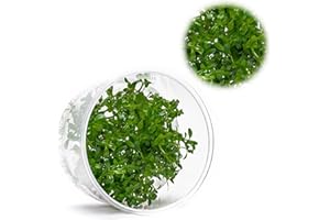 Ultum Nature Systems Live Tissue Culture - Rotala 'Sunset' (Rotala ramosior) - Moderate - High Light - Orange-Red Accent - Midground to Background - 100% Snail Free Grown in-Vitro - Regular Cup