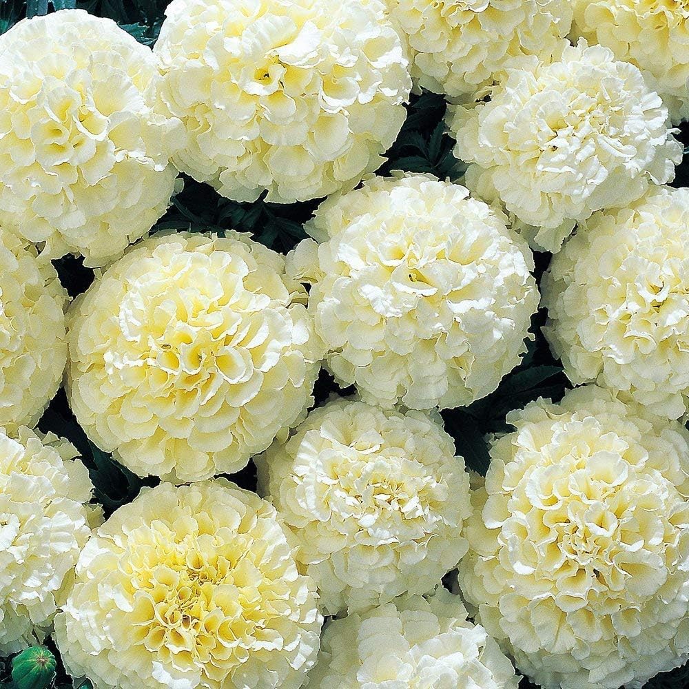 100pcs Marigold Seeds Rare Snowball Marigold Seeds Heirloom Seed Non GMO Beautiful Plants Fragrant Garden Decoration Flowers Outdoor Indoor Decor