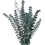 FLOKAY Dried Eucalyptus Bundle Fresh Eucalyptus Branches - 12 Pcs / 17 in Real Natural Preserved Eucalyptus Stems for Home De