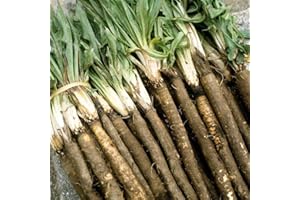30+ Seeds: Duplex Russian Giant Scorzonera Seeds:Seeds: in Package Only Seeds