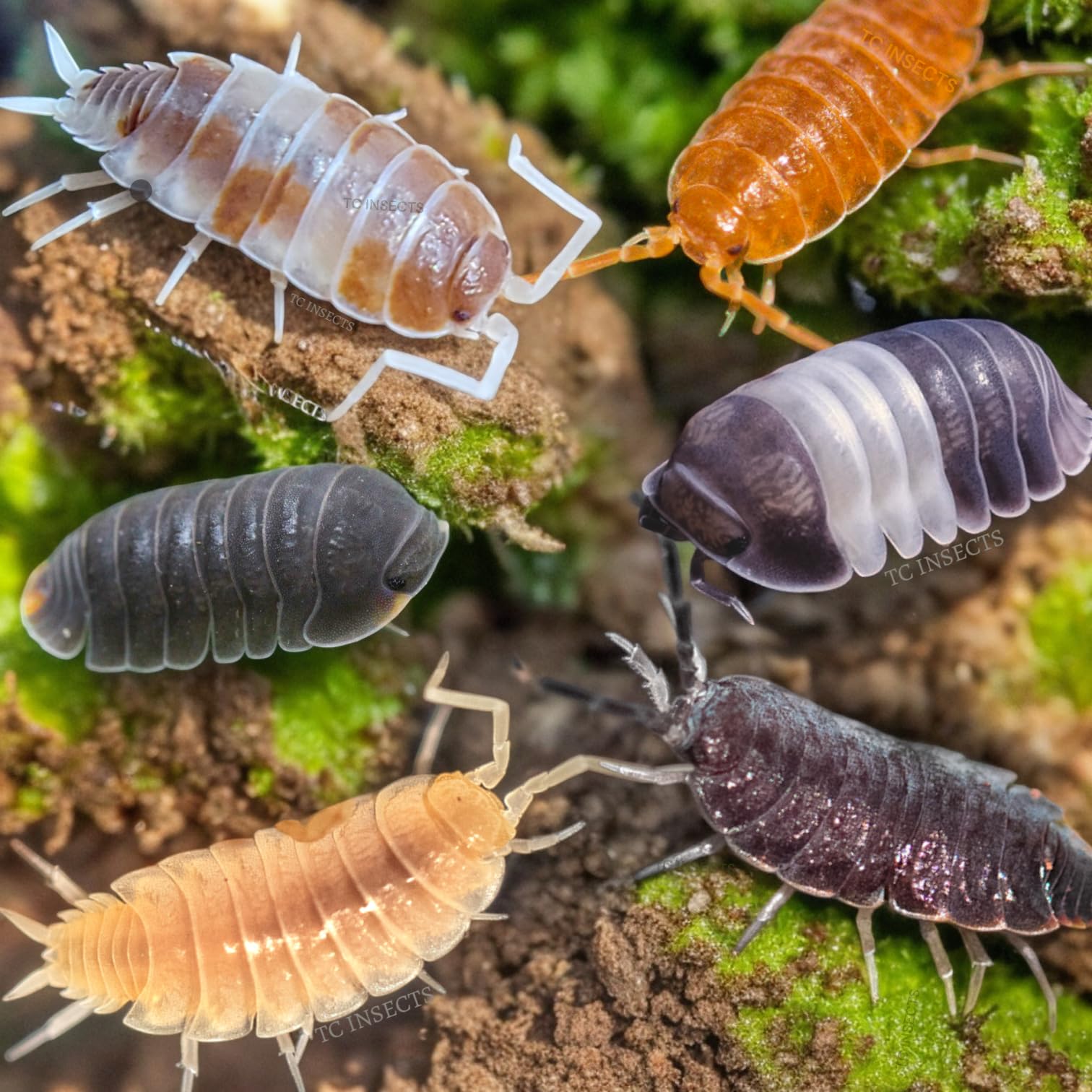 TC INSECTS shop Bahrain | Buy TC INSECTS products online Bahrain ...
