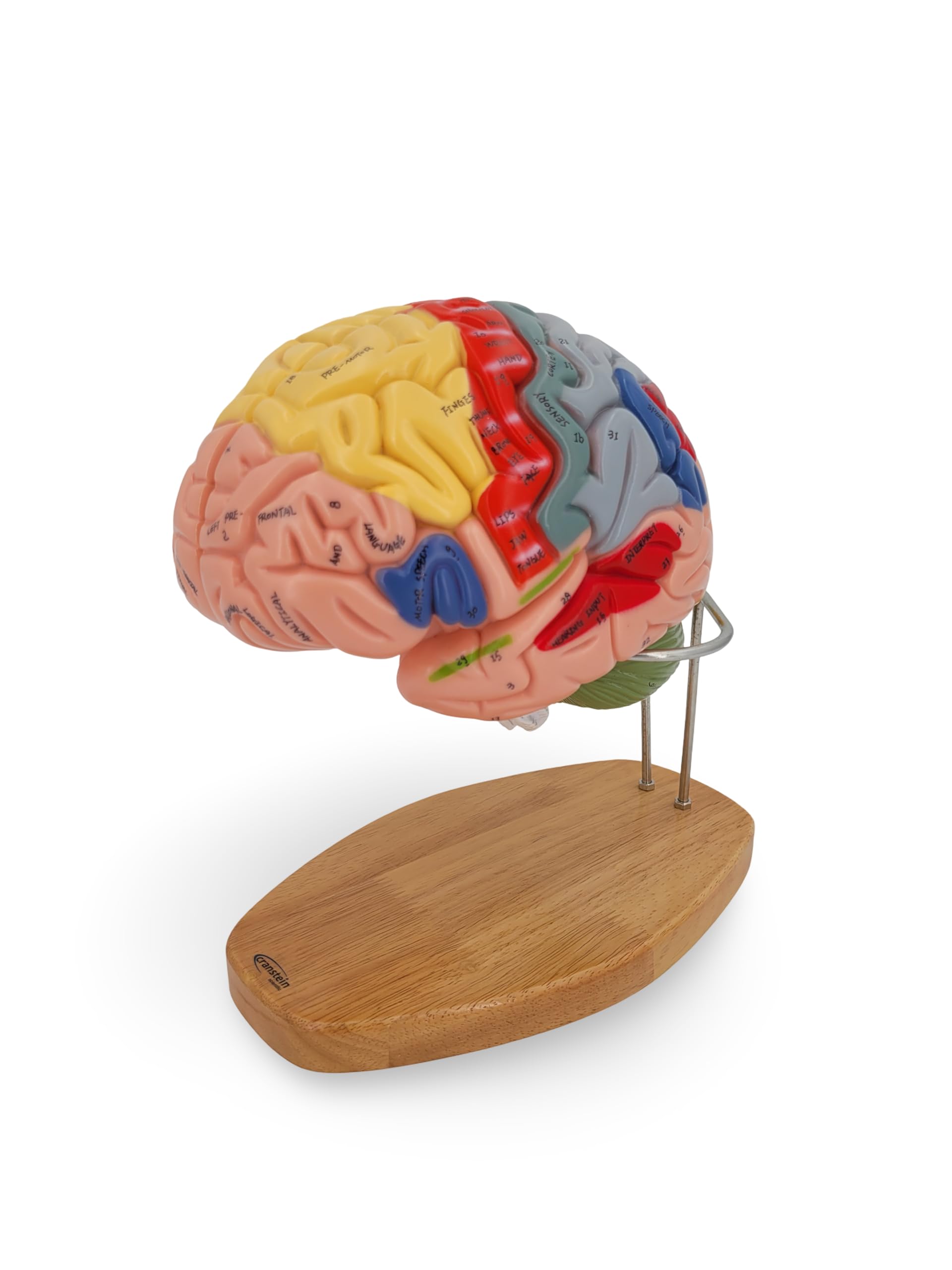 Cranstein A-487 Brain Region Model 4 Pieces 2 x Size