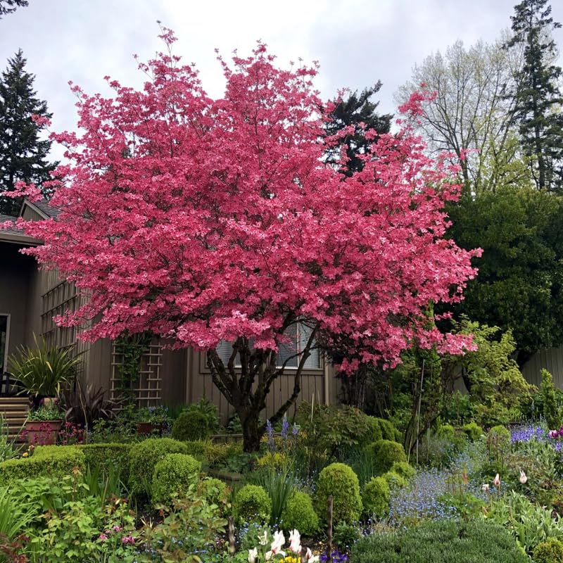 DMOH Pink Dogwood Tree 10-16 in Tall Hardy Perennial Flower Plant in Quart Pot for Zones 5-9