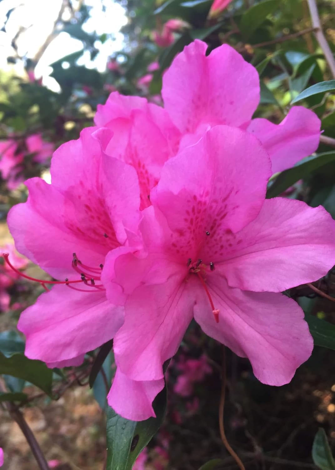 Buy Royal Land Rare Azalea Flower Plants Lite Pink Rhododendron 1 Healthy Live Plant Online At Low Prices In India Amazon In