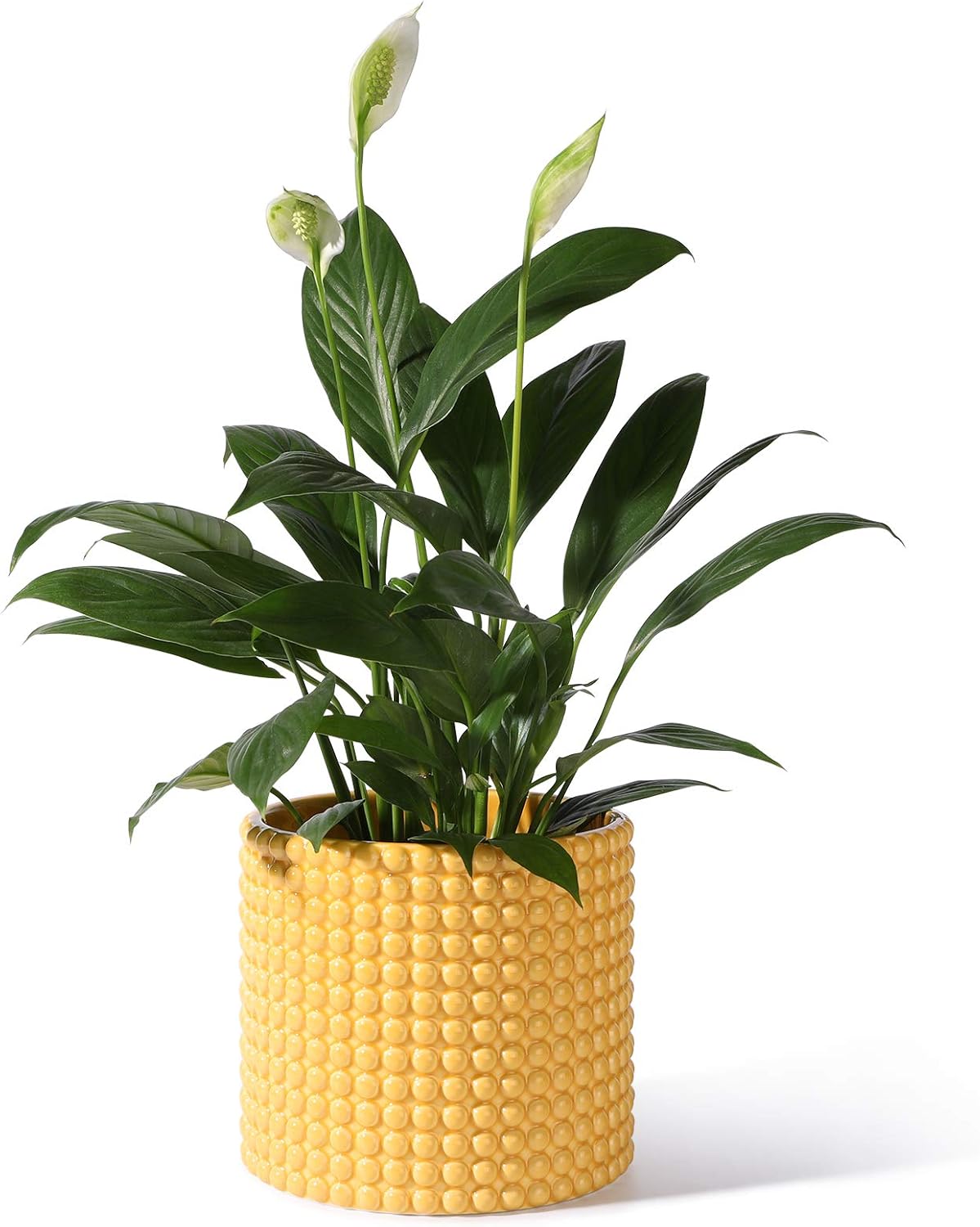 Yellow Planter Pots for Plants Indoor - 6.1 Inch Ceramic Vintage-Style Hobnail Textured Flower Pot with Drainage Hole for Modern Home Decor(POTEY 055103, Plants NOT Included) : Kitchen & Dining