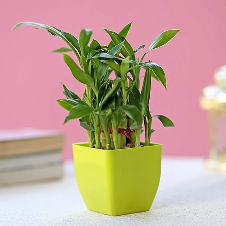 TIED RIBBONS 2 Layer Bamboo Plant with Pot For Indoor Table D