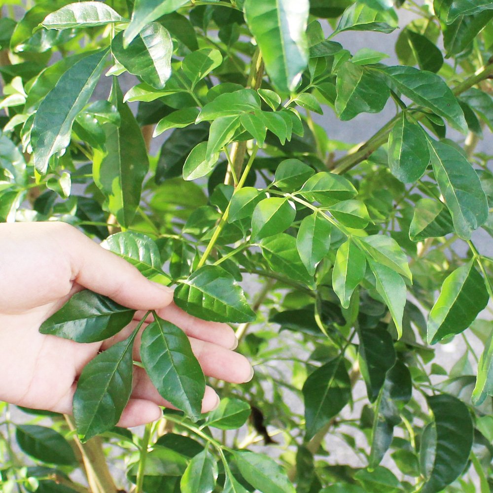 保証書付 シマトネリコ トネリコ １０号 大鉢 大型 鉢植え 株立ち 庭木 トネリコの木 インテリア ガーデニング 観葉植物 10号 B01kxp5vxw 正規店仕入れの Est40jal Edu Mx