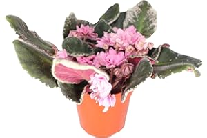 Saintpaulia - Violeta Africana surprise bloom - 4" from California Tropicals