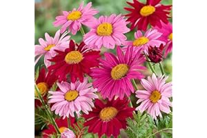 DICHMAG 1000+ Pyrethrum Tanacetum Chrysanthemum Robinson's Plant Garden Flower Seed - Fresh Mix Color Flower Seeds