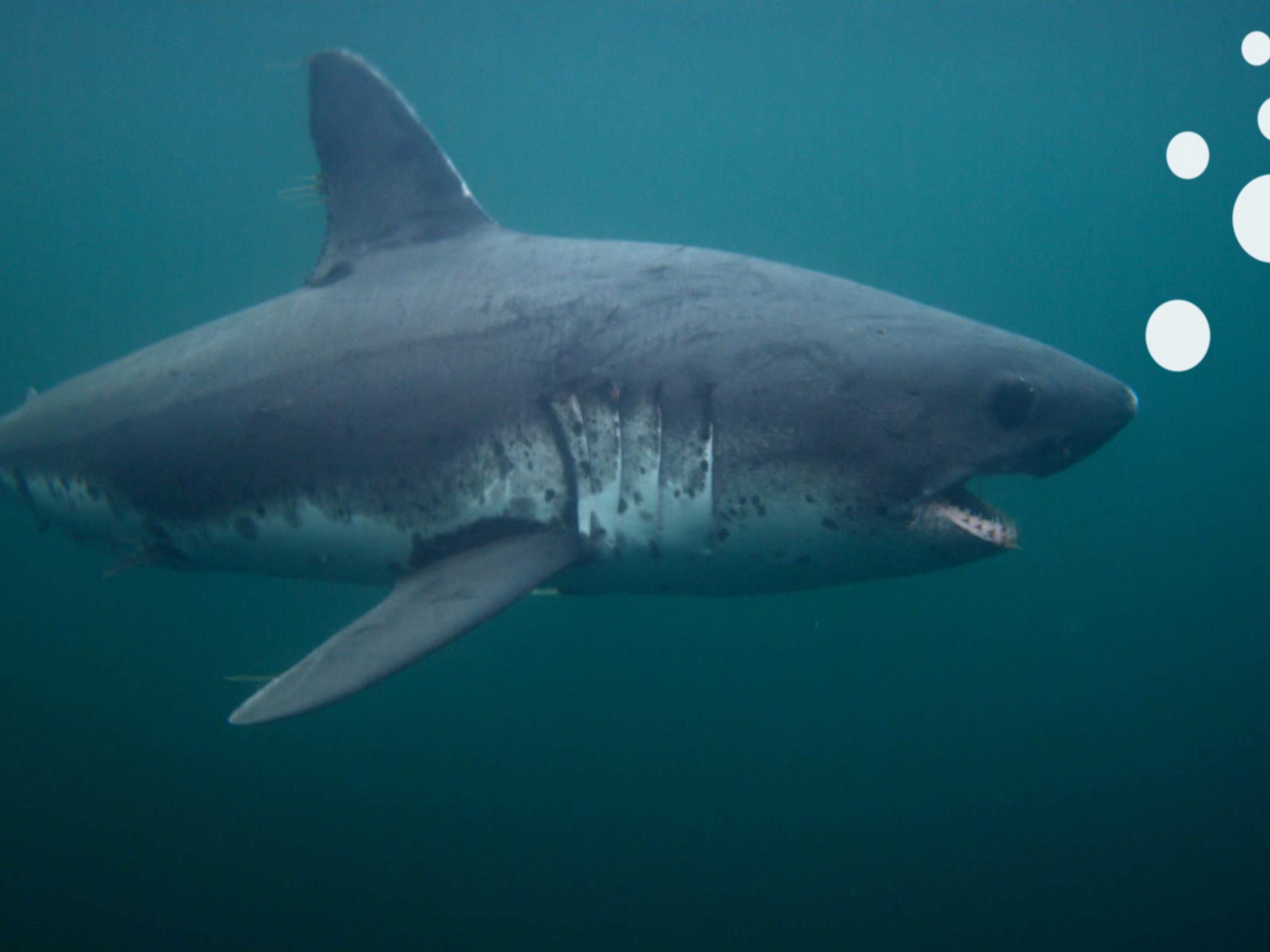 Watch Ninja Sharks - Kids Edition - Season 1 | Prime Video