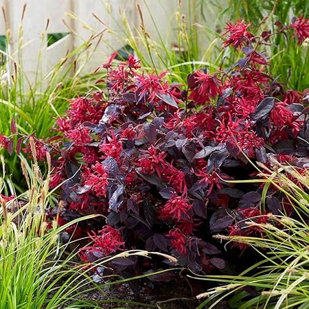 Aiden Gardens Rare Garden Plant Loropetalum chinensis Red Chinese Fringe Flower Fire Dance 1 Healthy Live Plant