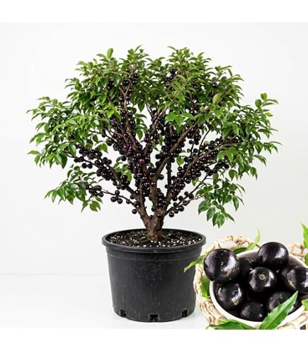 Amazon.com : Yellow Jaboticaba Cabelluda Myrciaria Glazioviana