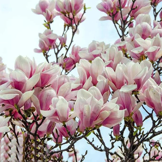 FastDirect Semillas de Magnolia Multicolor Semillas de Flores 10 ...