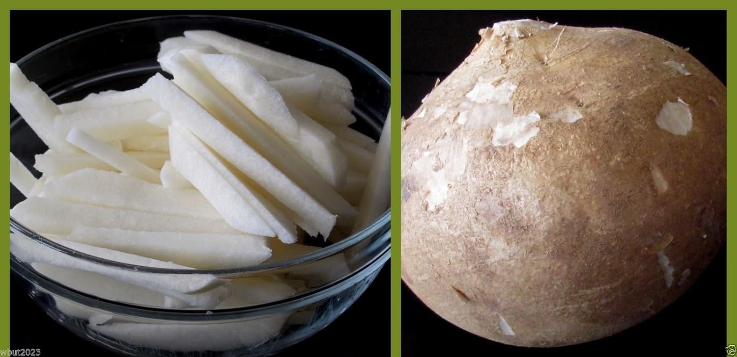 10 Seeds True Jicama Seeds, Pachyrhizus Erosus A. K. A , Climbing Yam