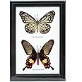 Two Real Framed Butterflies | Every Display Frame is Unique | Ethical Taxidermy Art | 7 x 5 in.