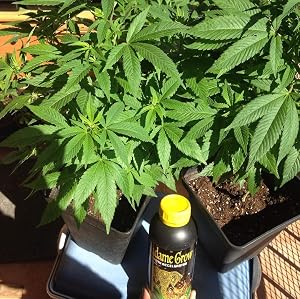MADAME GROW / Abono o Fertilizante orgánico para Marihuana o ...