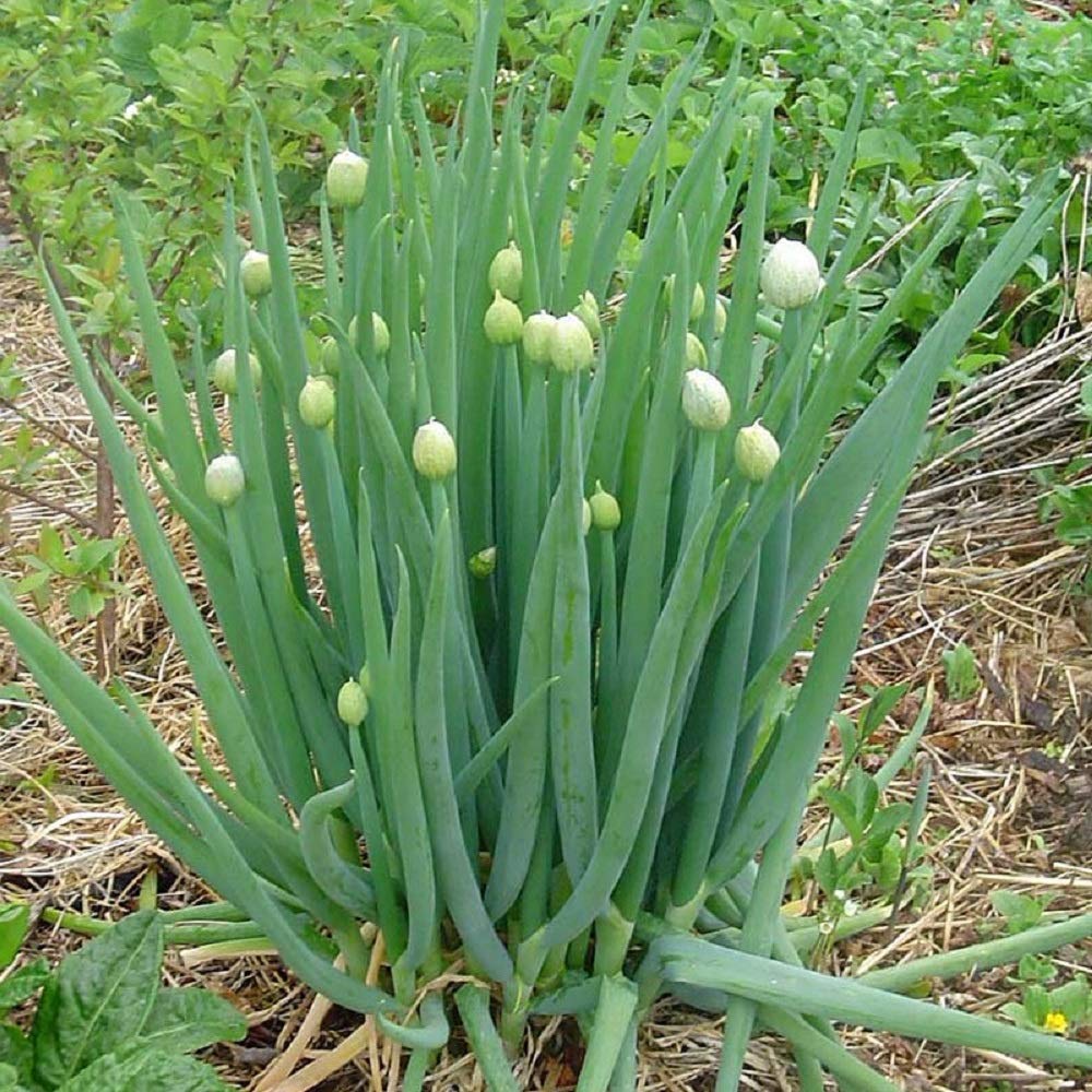 PREMIER SEEDS DIRECT - Welsh Onion (Allium FISTULOSUM) - 1200 Seeds