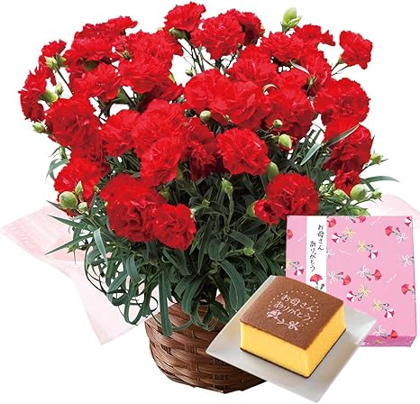 Amazon 母の日 21 プレゼント 花 ギフト ランキング カーネーション 生花 花鉢 鉢植え カンタービレ レッド 赤 スイーツ ギフトセット 文明堂 カステラ 5号鉢 ベルーナ 5 6 木 5 9 日 の間にお届け レッド カステラセット 花 観葉植物 フラワーギフト