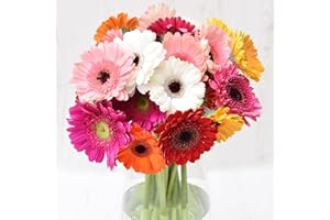 GREENCHOICEFLOWERS Greenchoice Flowers - Gerberas Daisies, Fresh Cut Flowers, Fresh Flowers for Delivery (Assorted, 60 Stems)